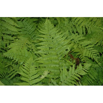 Athyrum filix femina